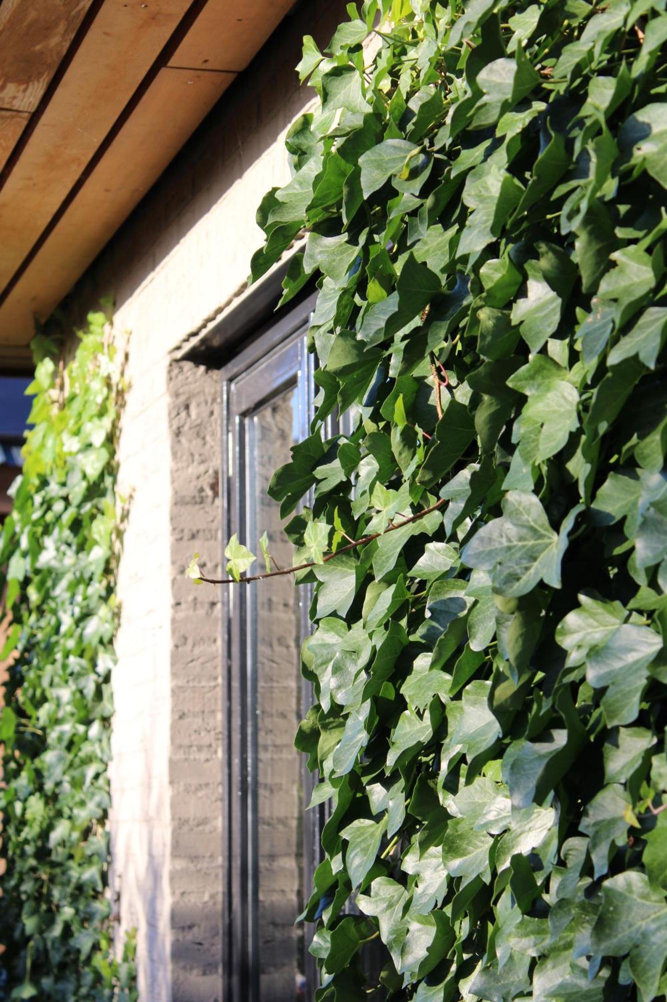 Tiny House In De Boomgaard Bed & Breakfast Stad aan 't Haringvliet Bagian luar foto